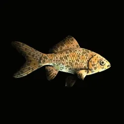 CryptoFish #3439