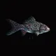 CryptoFish #3740