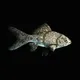 CryptoFish #4091
