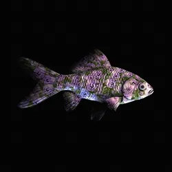 CryptoFish #2314