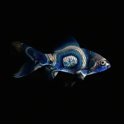 CryptoFish #2277