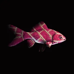 CryptoFish #3456