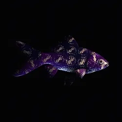 CryptoFish #1230
