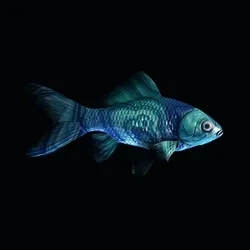 CryptoFish #5581