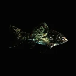 CryptoFish #5025