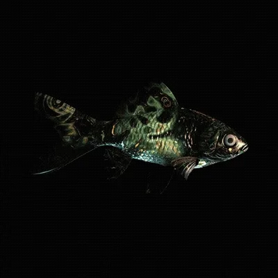 CryptoFish #5025