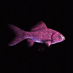 CryptoFish #3524