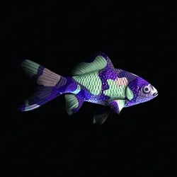 CryptoFish #1225