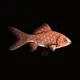 CryptoFish #3405