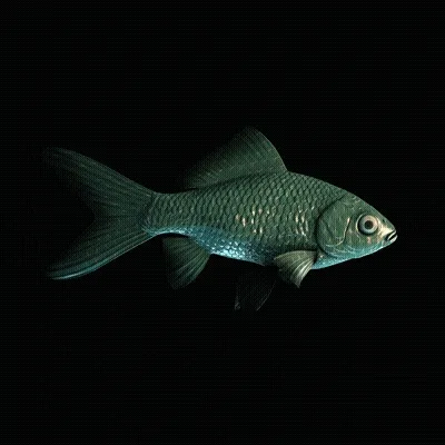 CryptoFish #4182