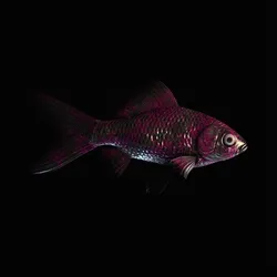 CryptoFish #5588