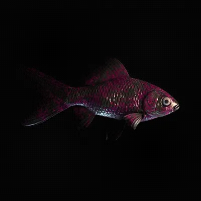 CryptoFish #5588