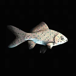 CryptoFish #5571