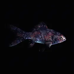 CryptoFish #4406