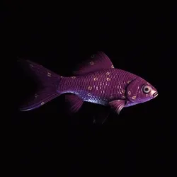CryptoFish #6475