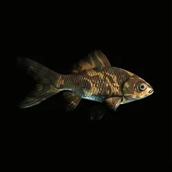 CryptoFish #1128