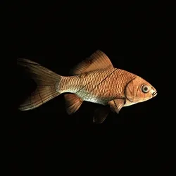 CryptoFish #5616