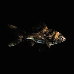 CryptoFish #5553