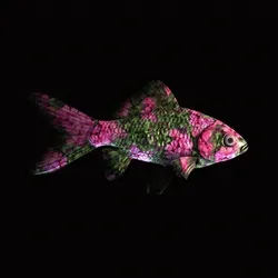 CryptoFish #5946