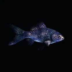 CryptoFish #1229