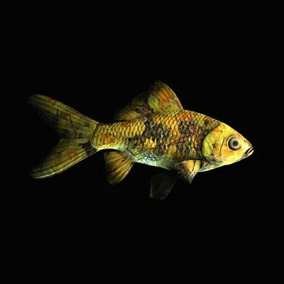 CryptoFish #24