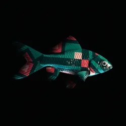 CryptoFish #4809