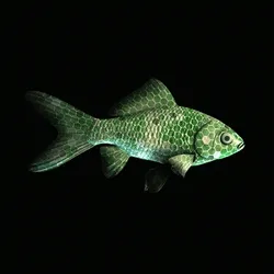 CryptoFish #5548