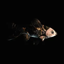 CryptoFish #5532