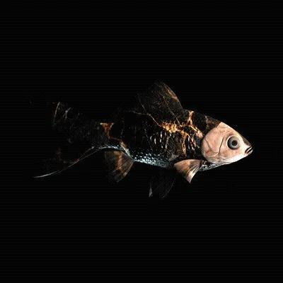 CryptoFish #5532