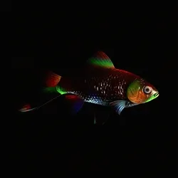 CryptoFish #21