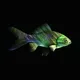 CryptoFish #5106