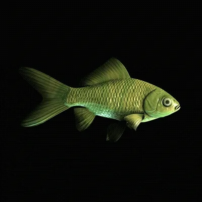 CryptoFish #4019