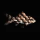 CryptoFish #12