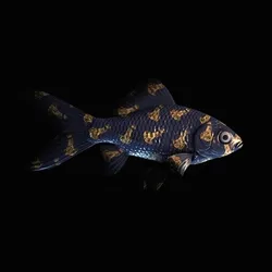 CryptoFish #3154