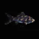 CryptoFish #3154