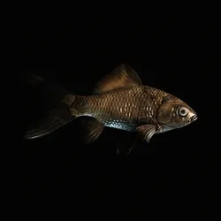 CryptoFish #1672
