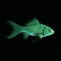 CryptoFish #3512