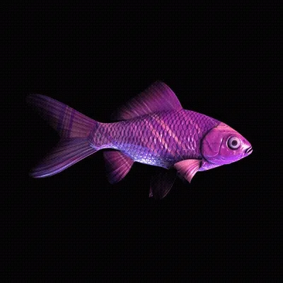 CryptoFish #969