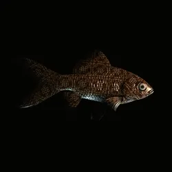CryptoFish #2916
