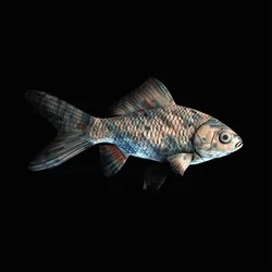 CryptoFish #3715