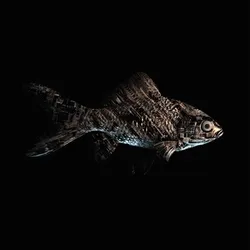 CryptoFish #3709