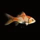 CryptoFish #4130