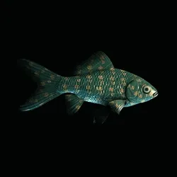 CryptoFish #4101