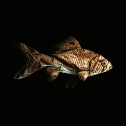 CryptoFish #3626