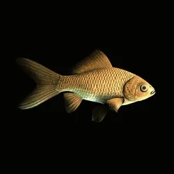 CryptoFish #4955