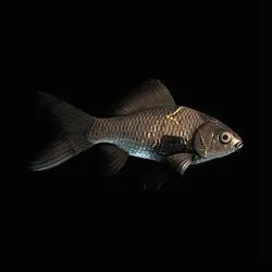 CryptoFish #5529