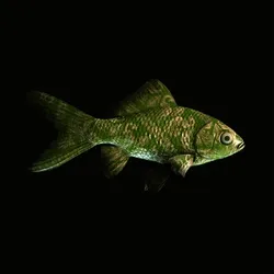 CryptoFish #3690