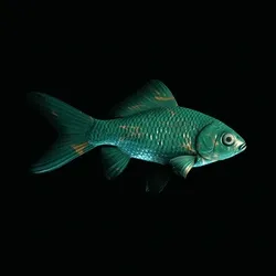 CryptoFish #3723