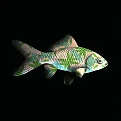 CryptoFish #5082