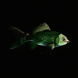 CryptoFish #4942